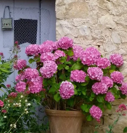 La Bastide Du Garri Bed & Breakfast *